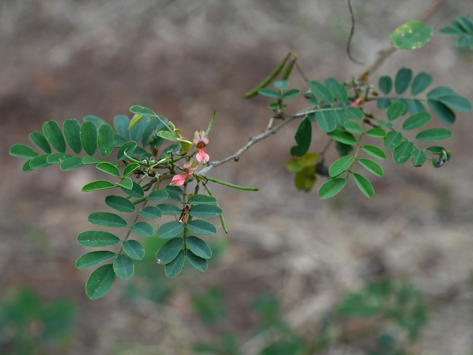Himalayan indigo