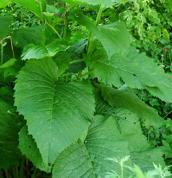 Elecampane