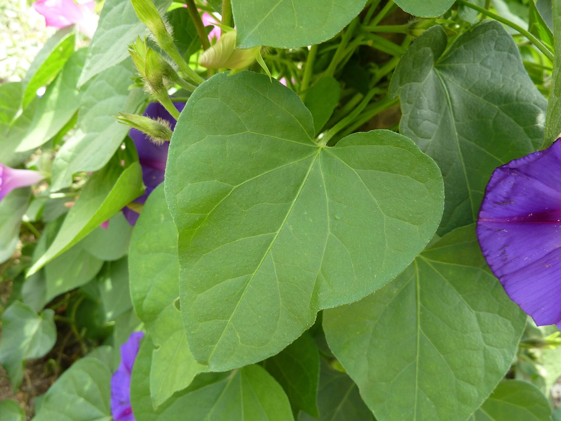 Common morning glory
