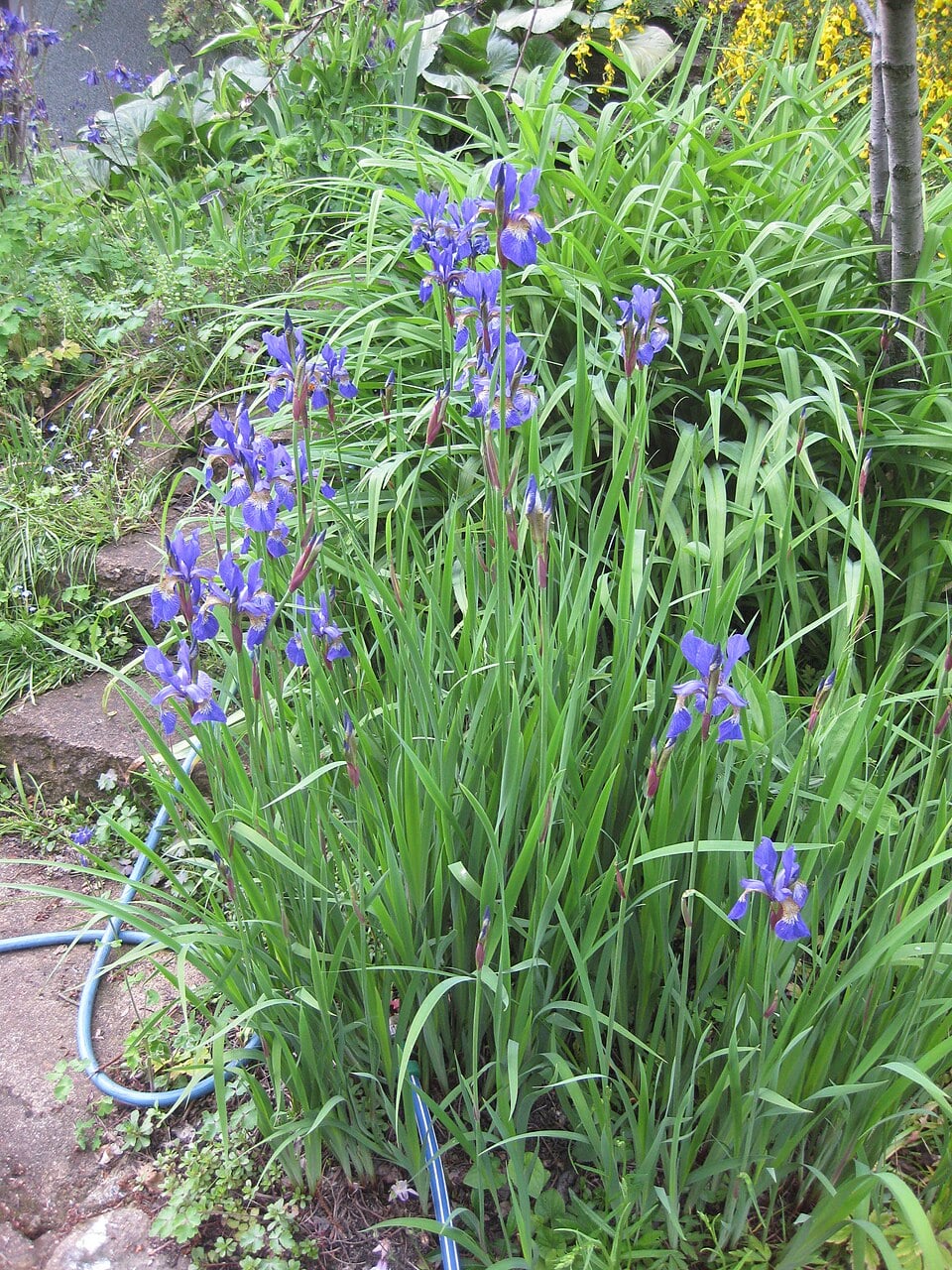 Siberian iris