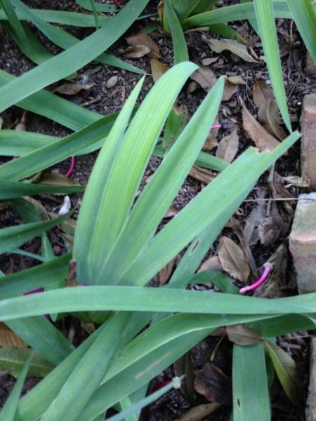 Bearded iris