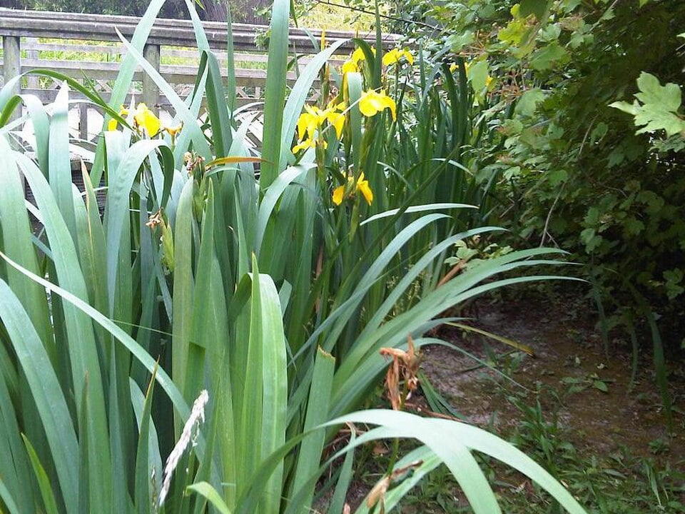 Yellow iris