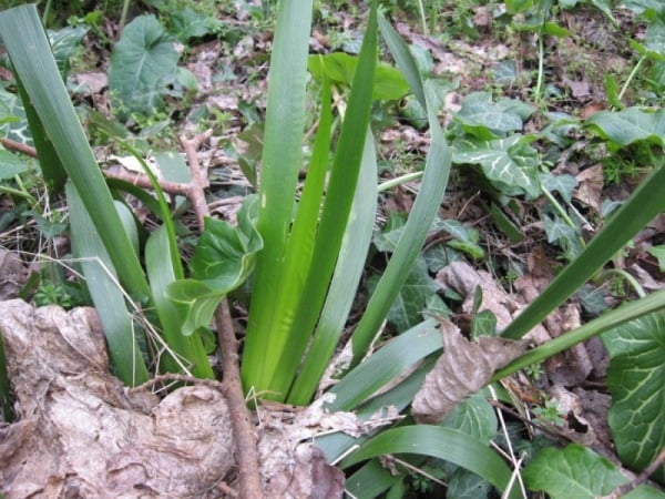 Stinking iris