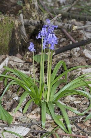 English bluebell