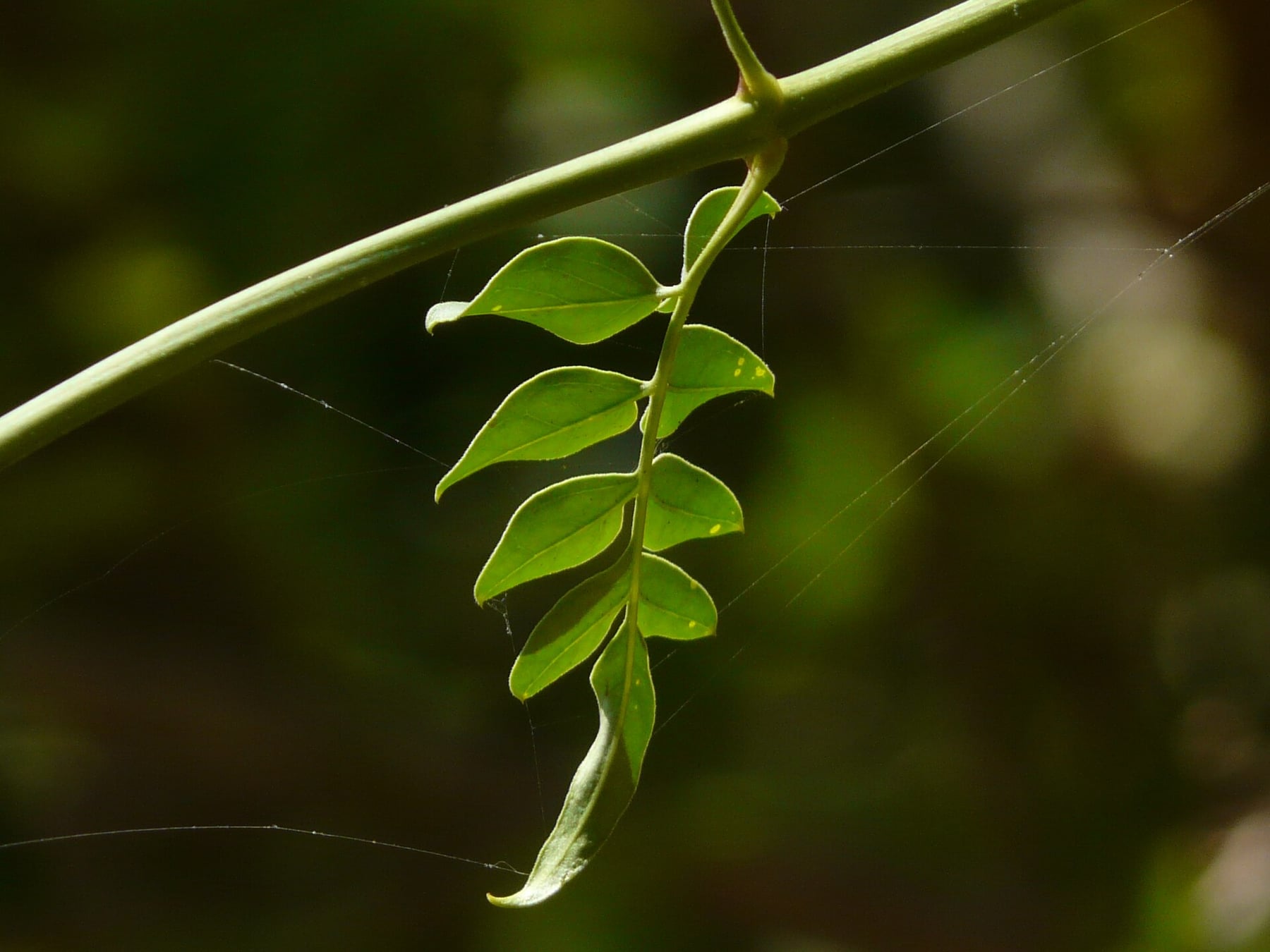 Common jasmine