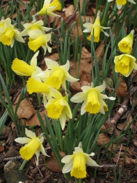Wild daffodil