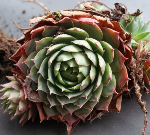 Common houseleek