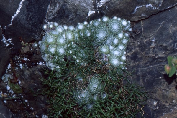 Cobweb houseleek