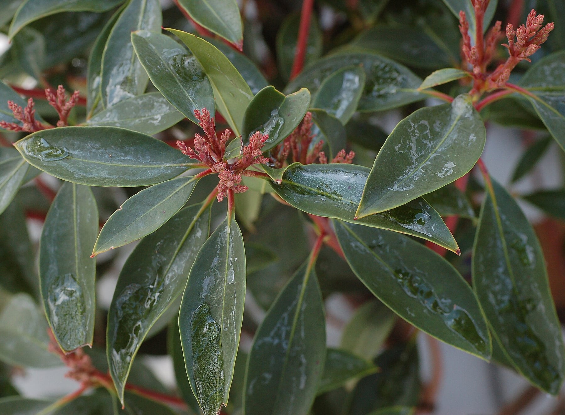 Mountain laurel