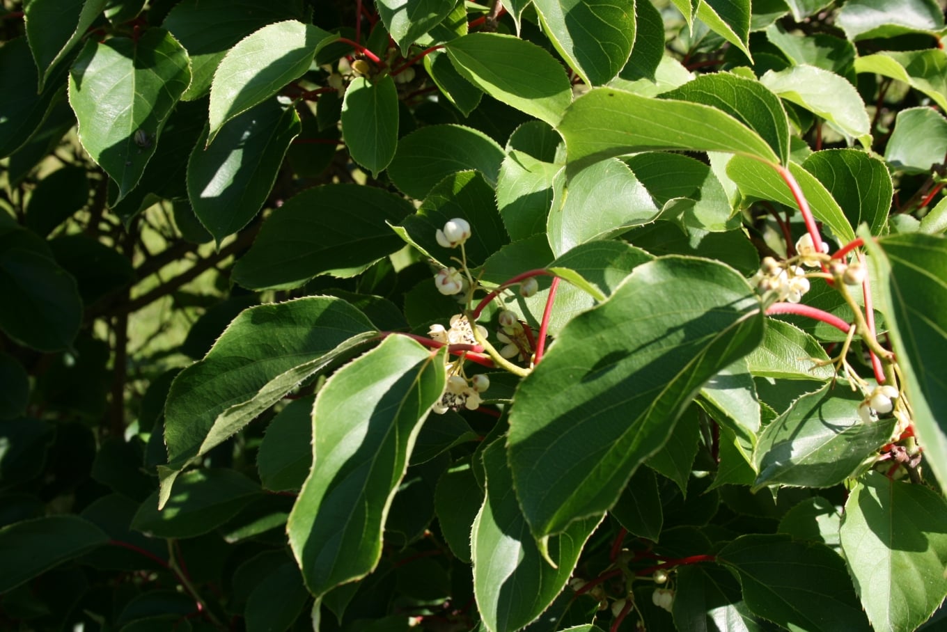 Hardy kiwi