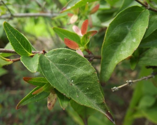 Beauty bush