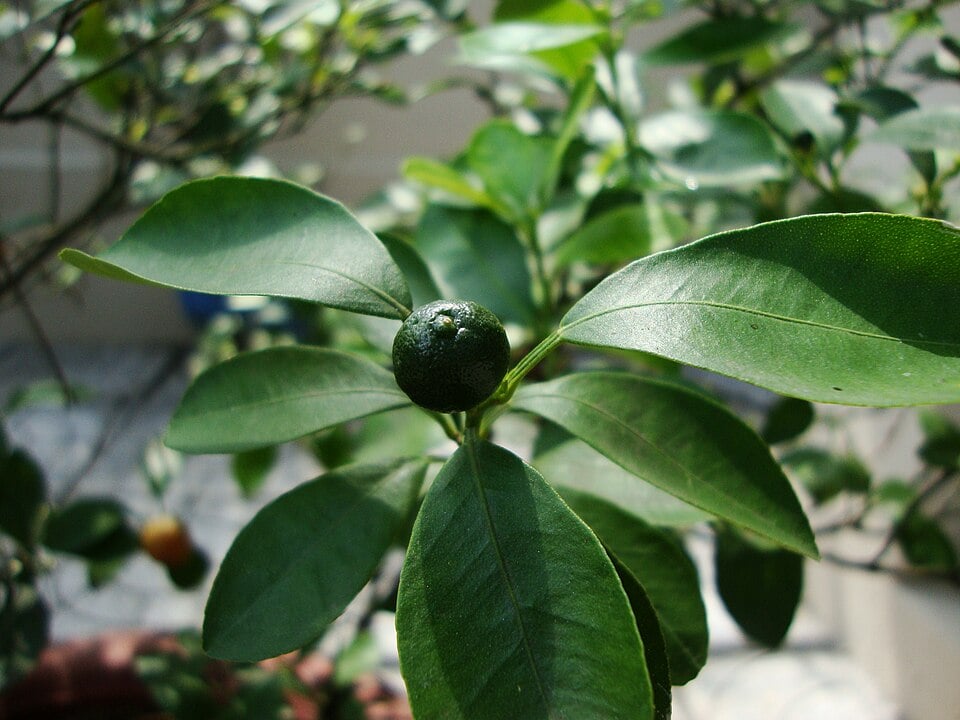 Round kumquat