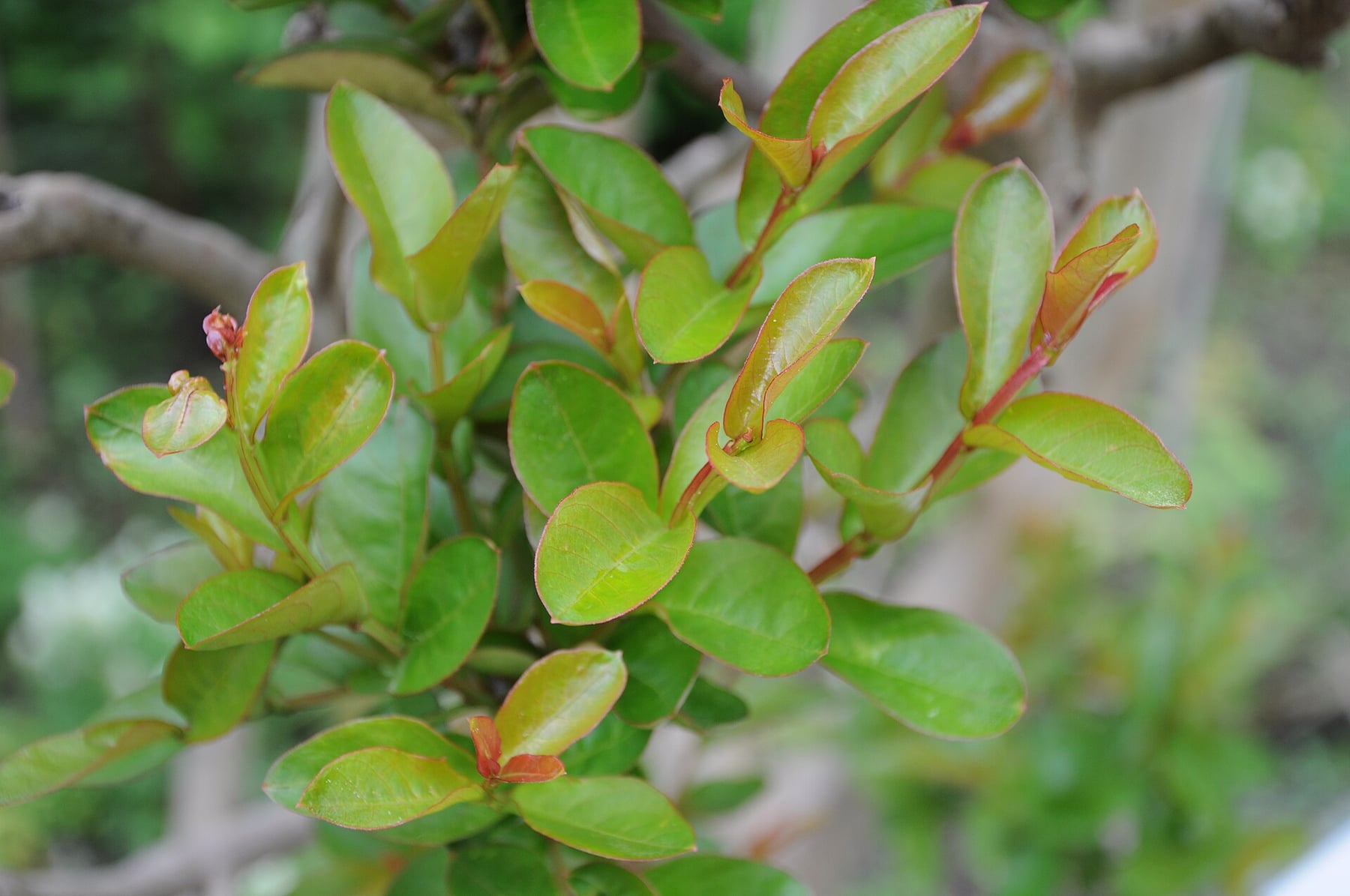 Crape myrtle