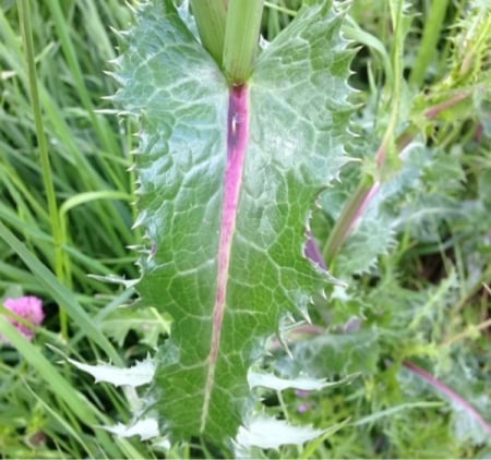Smooth sow-thistle
