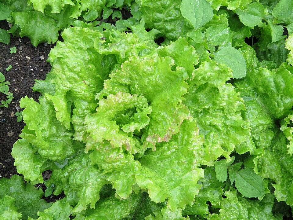 Lettuce