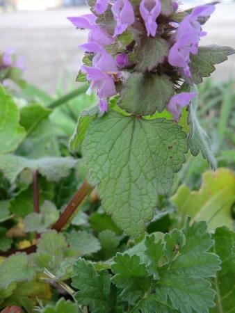 Red dead-nettle