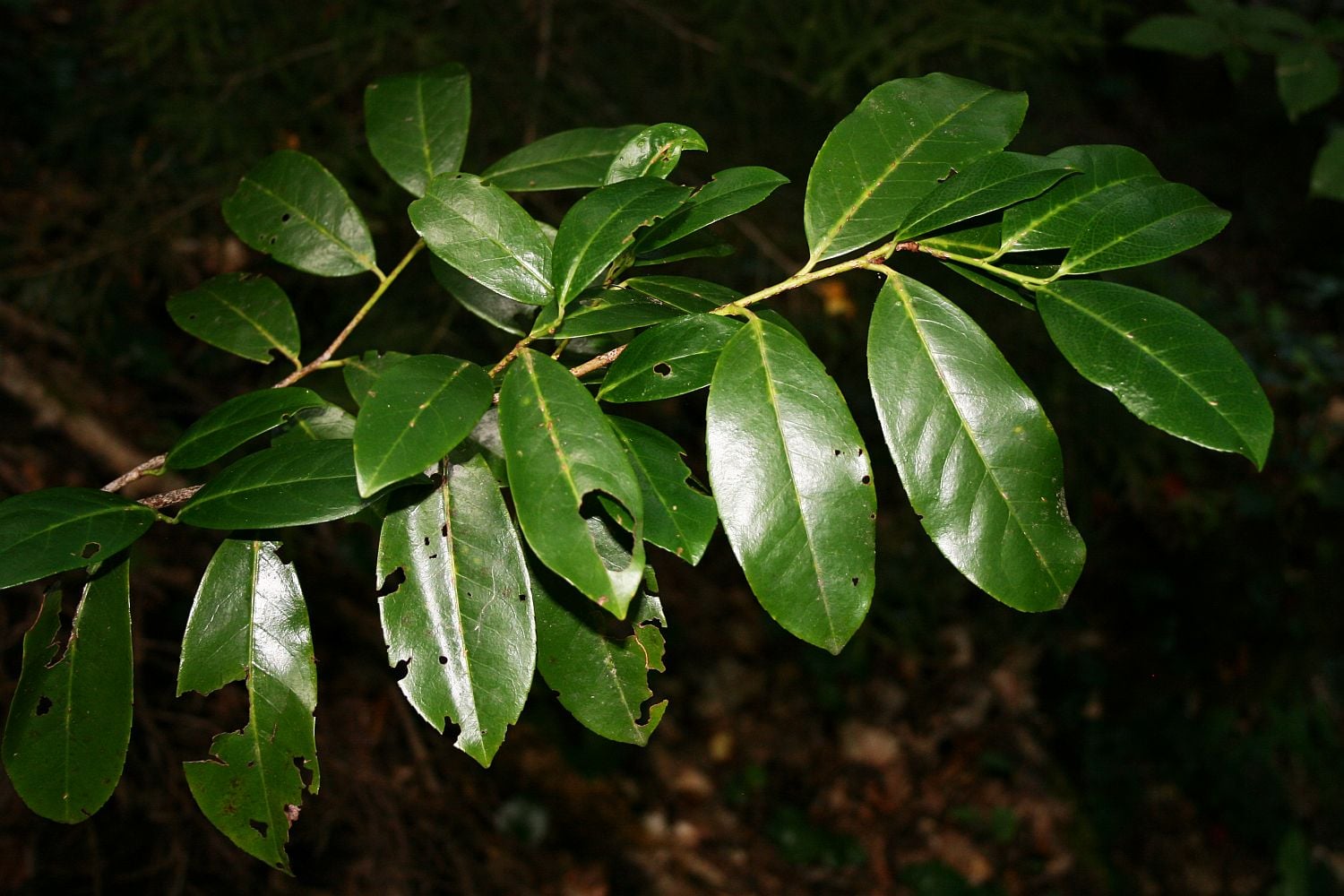 Cherry laurel