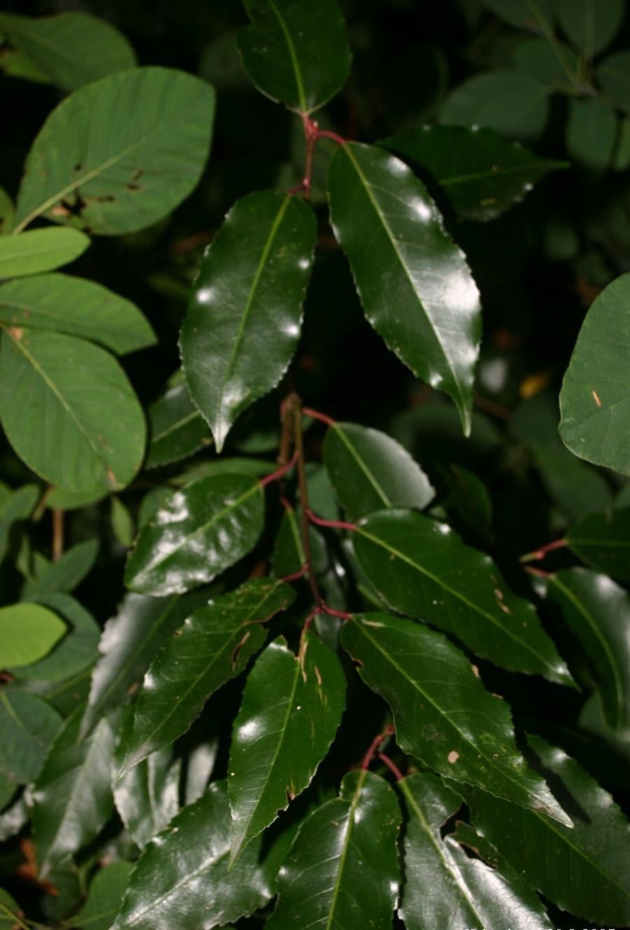 Portugal laurel