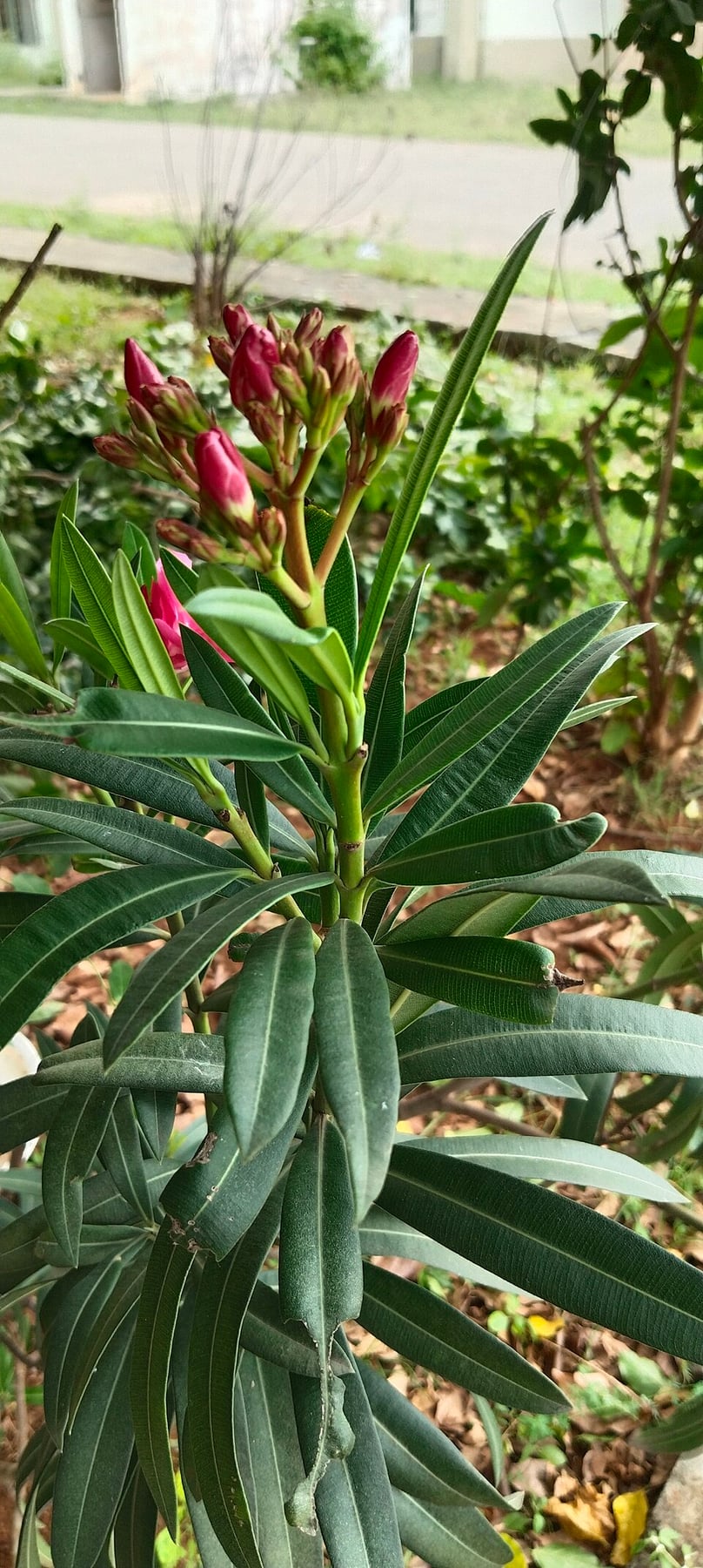 Oleander