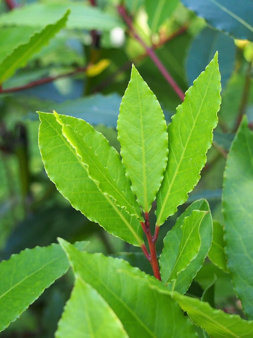 Bay laurel