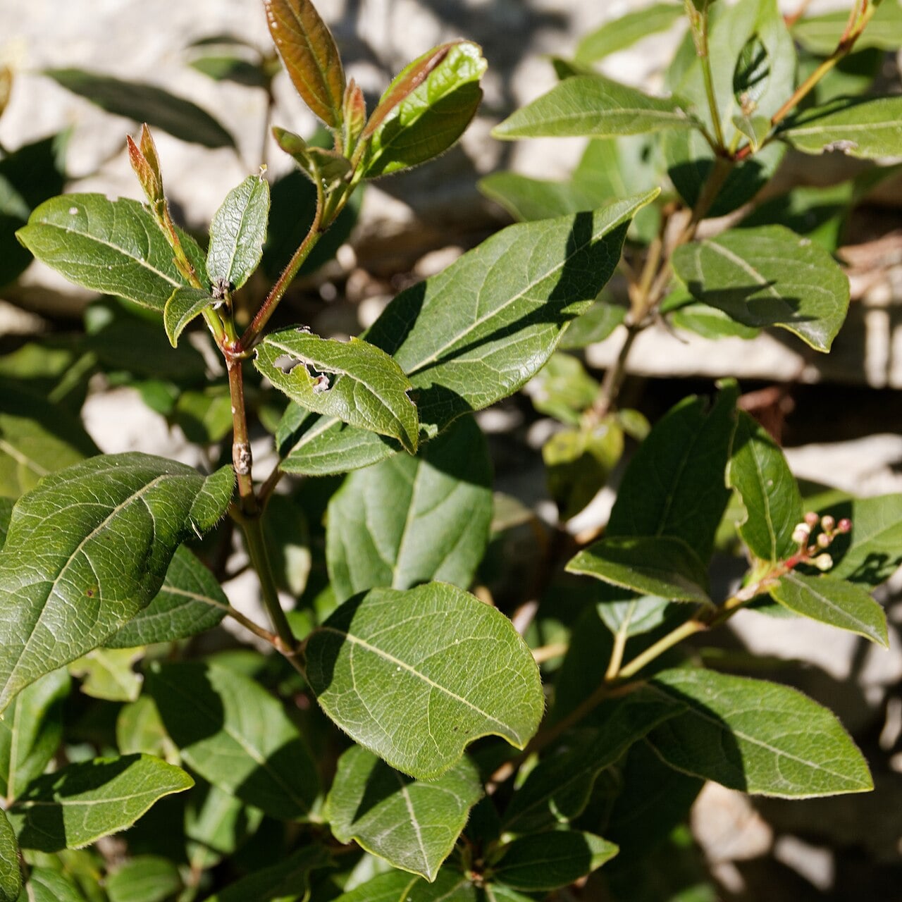 Laurustinus
