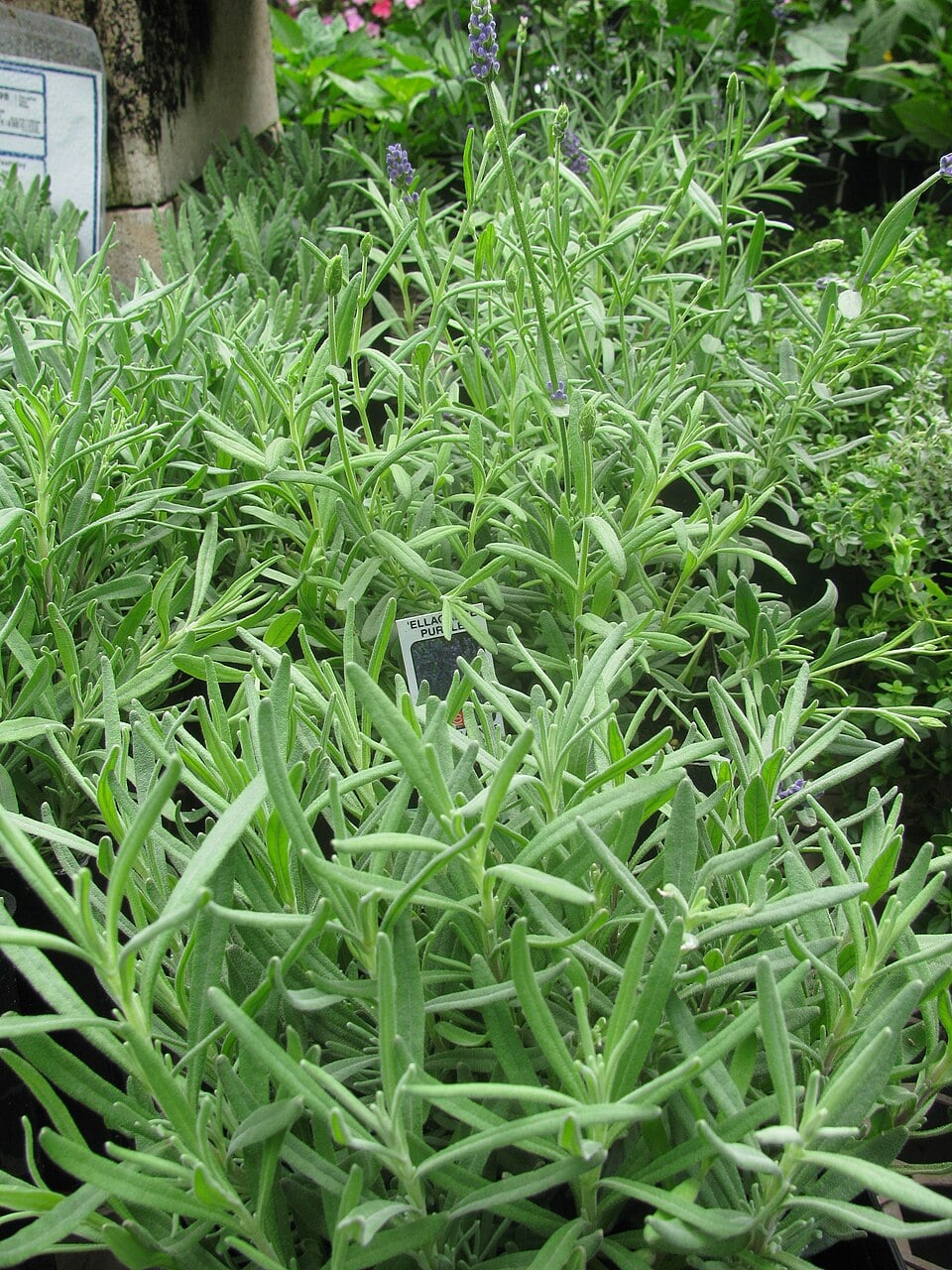 English lavender