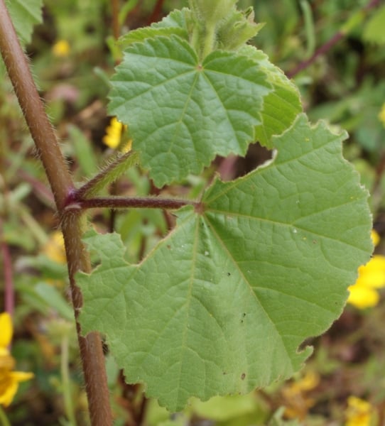 Annual mallow