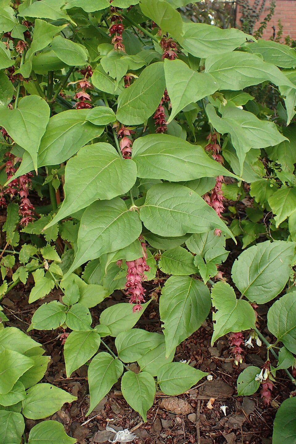 Himalayan honeysuckle