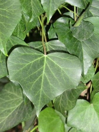 Common ivy