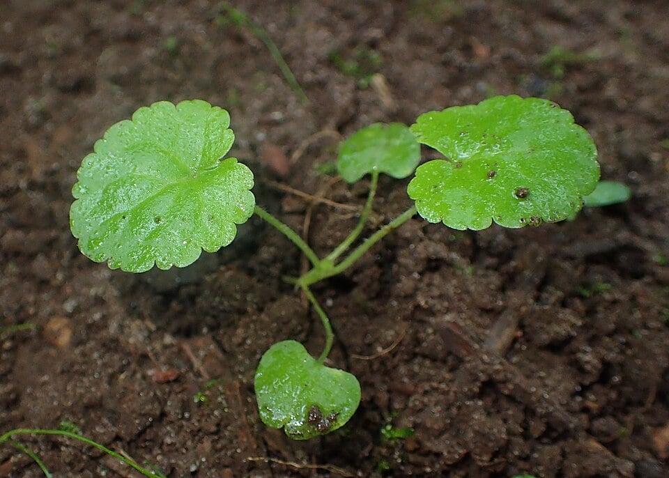 Ground ivy
