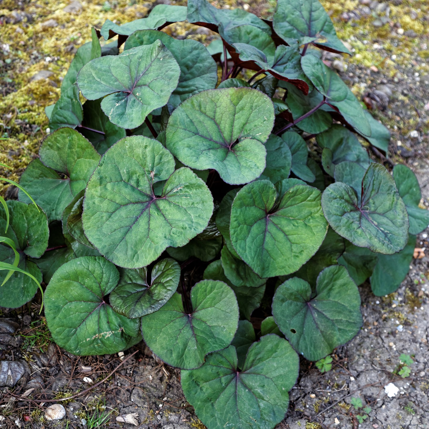 'Desdemona'