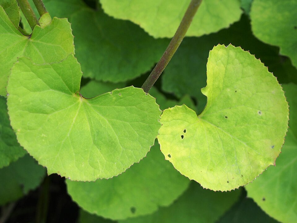 Bigleaf ligularia