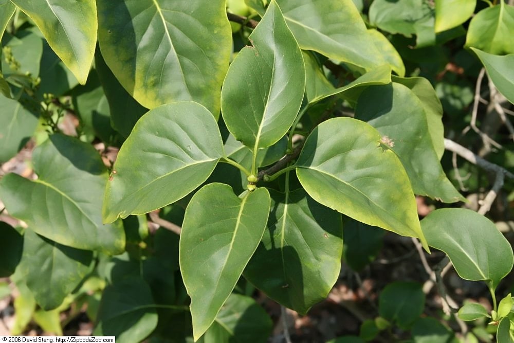 Common lilac