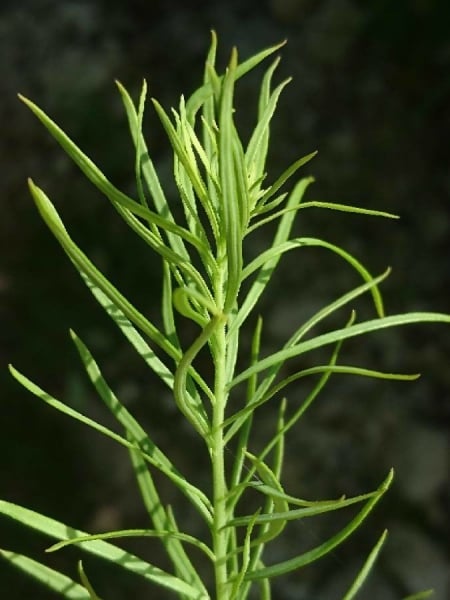 Common toadflax