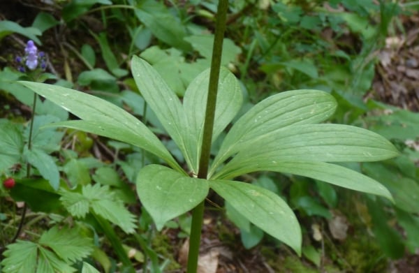 Martagon lily