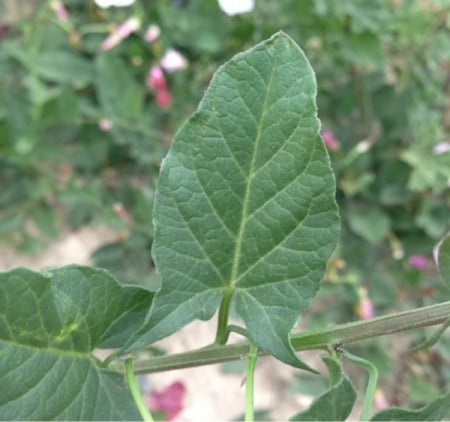 Field bindweed