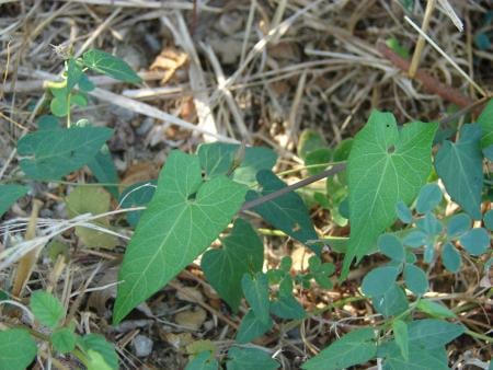 Hedge bindweed
