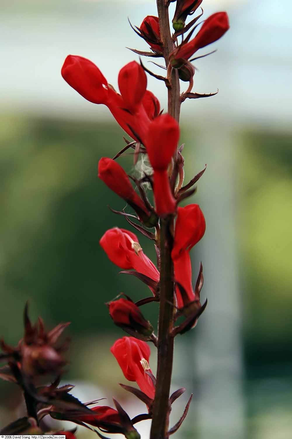'Queen Victoria'