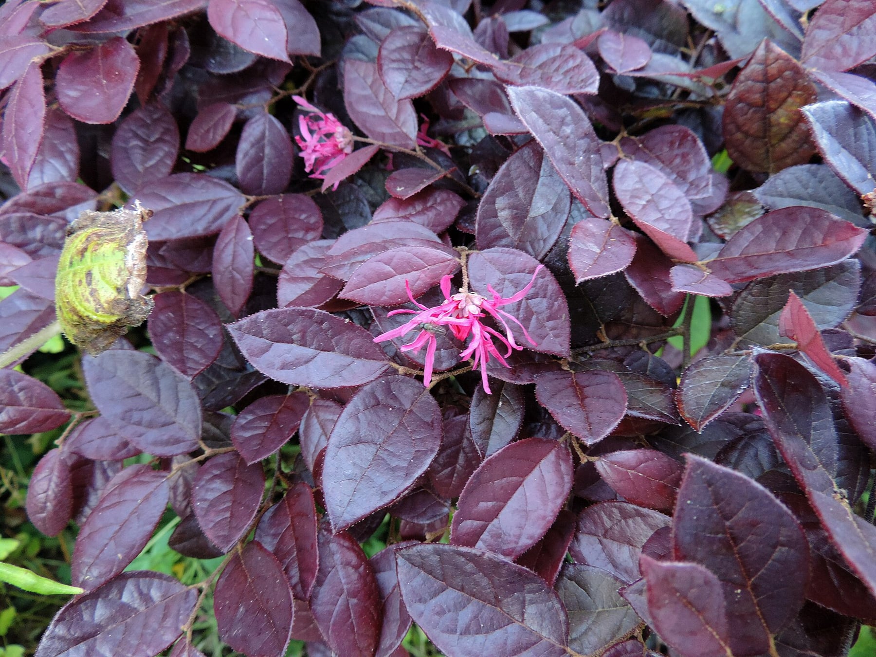 'Rubrum'