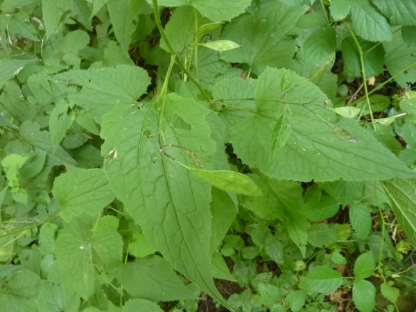Perennial honesty
