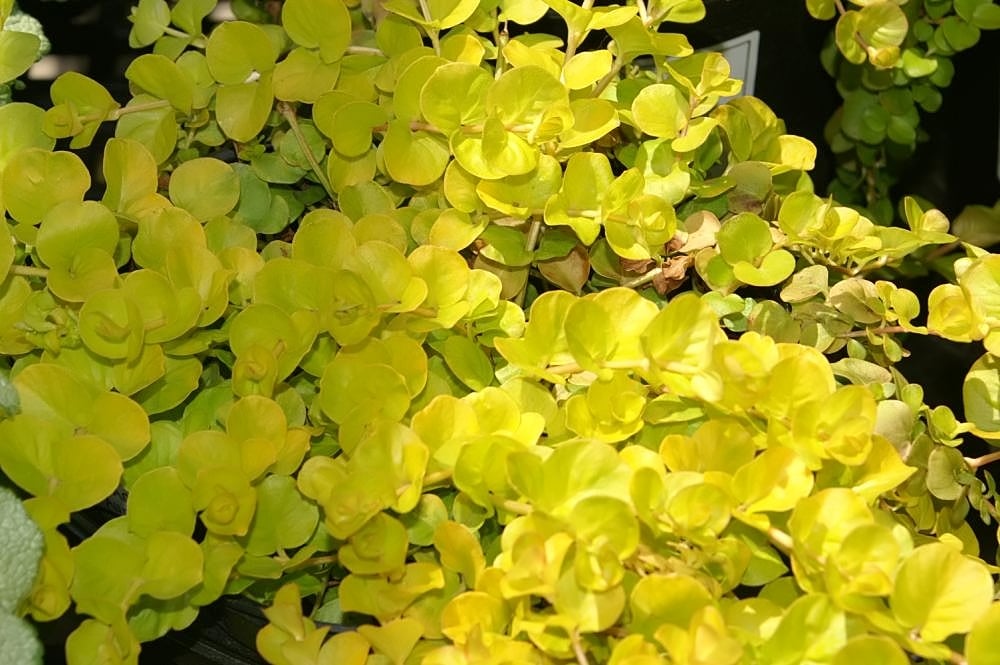 'Aurea'