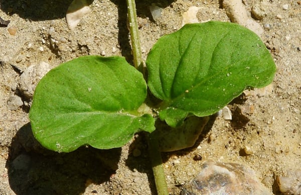 Creeping Jenny