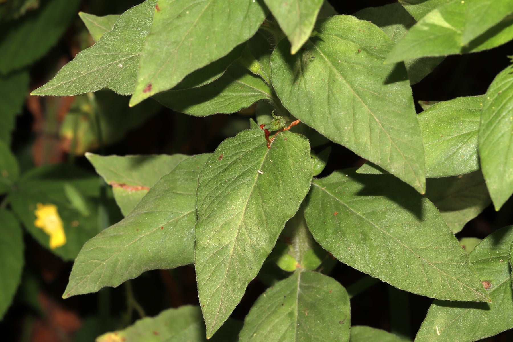 Dotted loosestrife