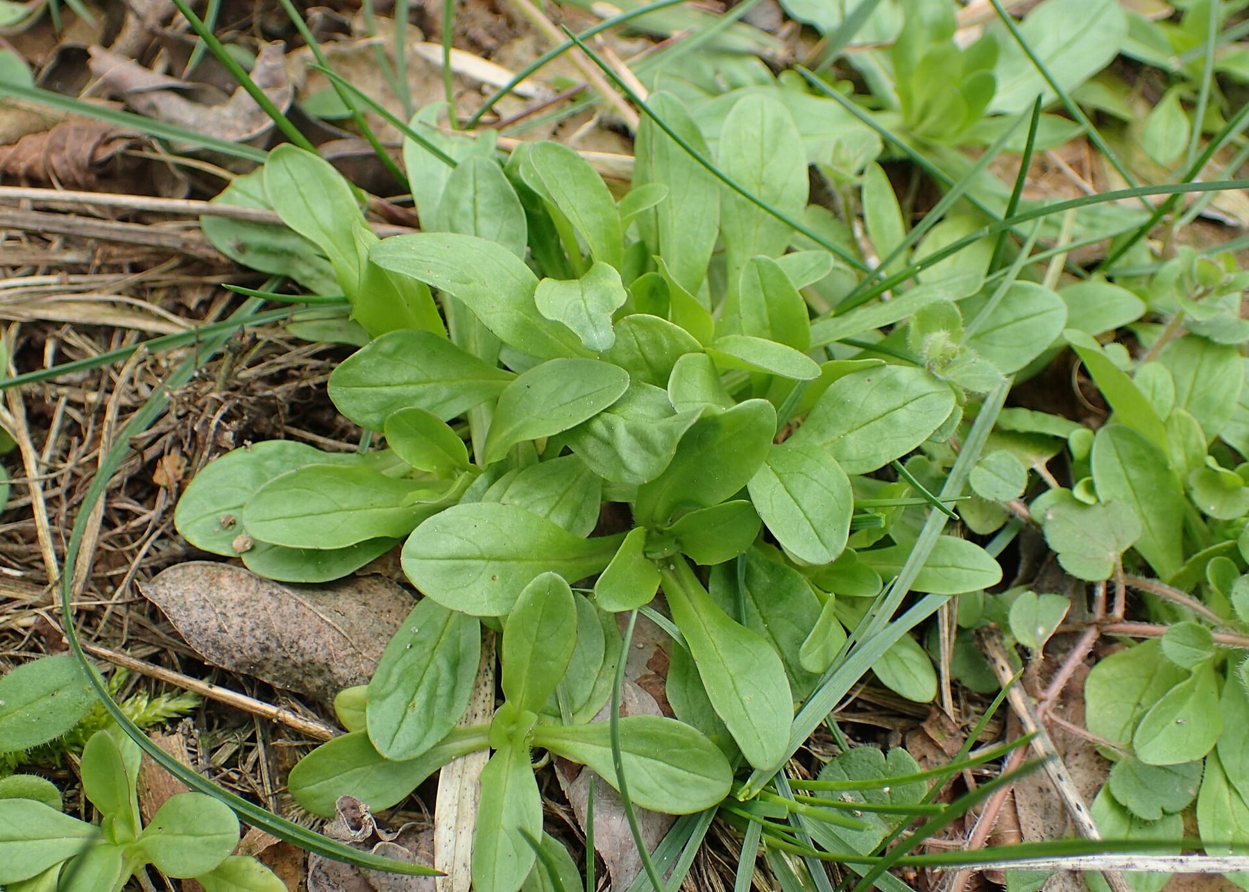 Lamb's lettuce