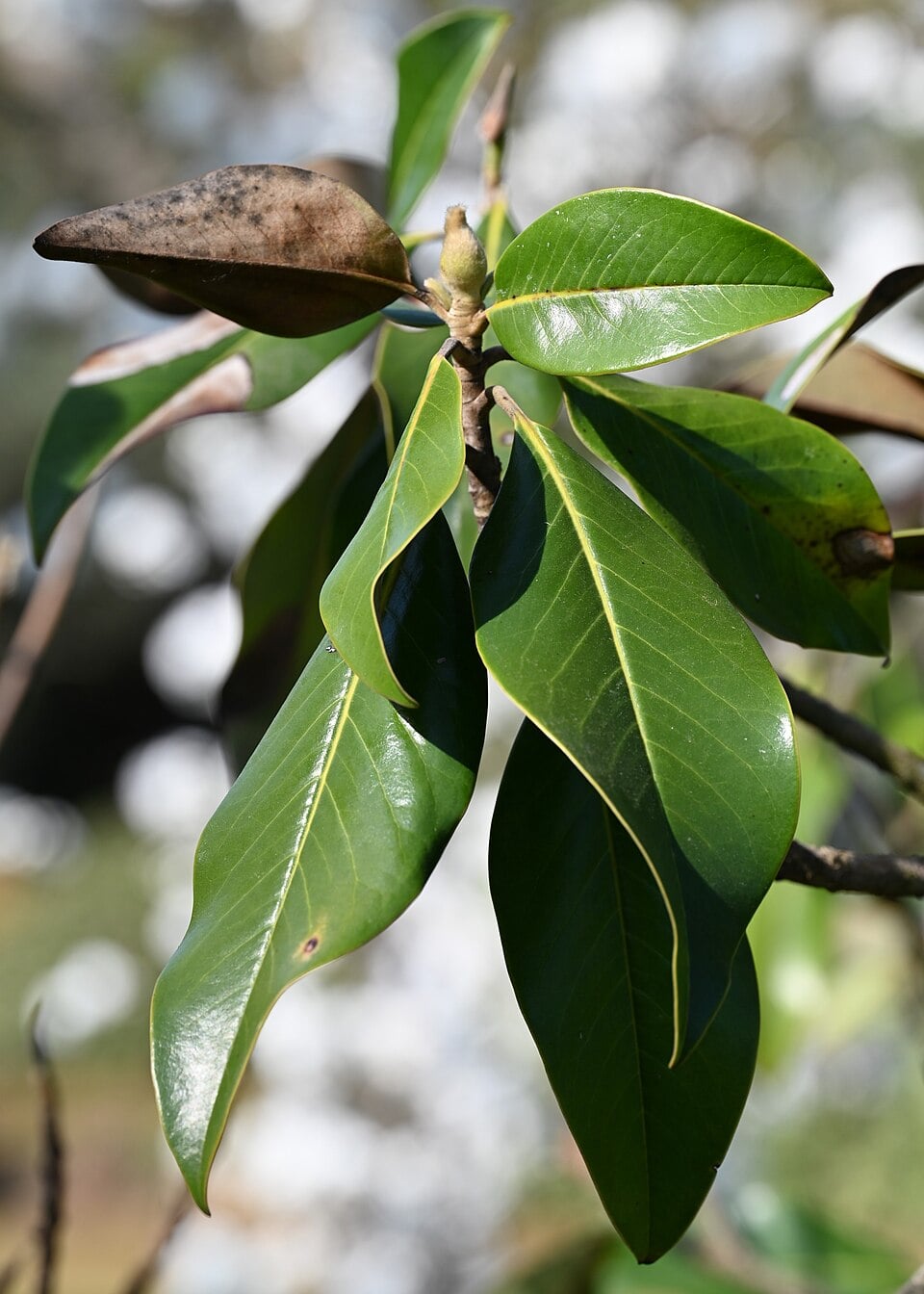 Southern magnolia