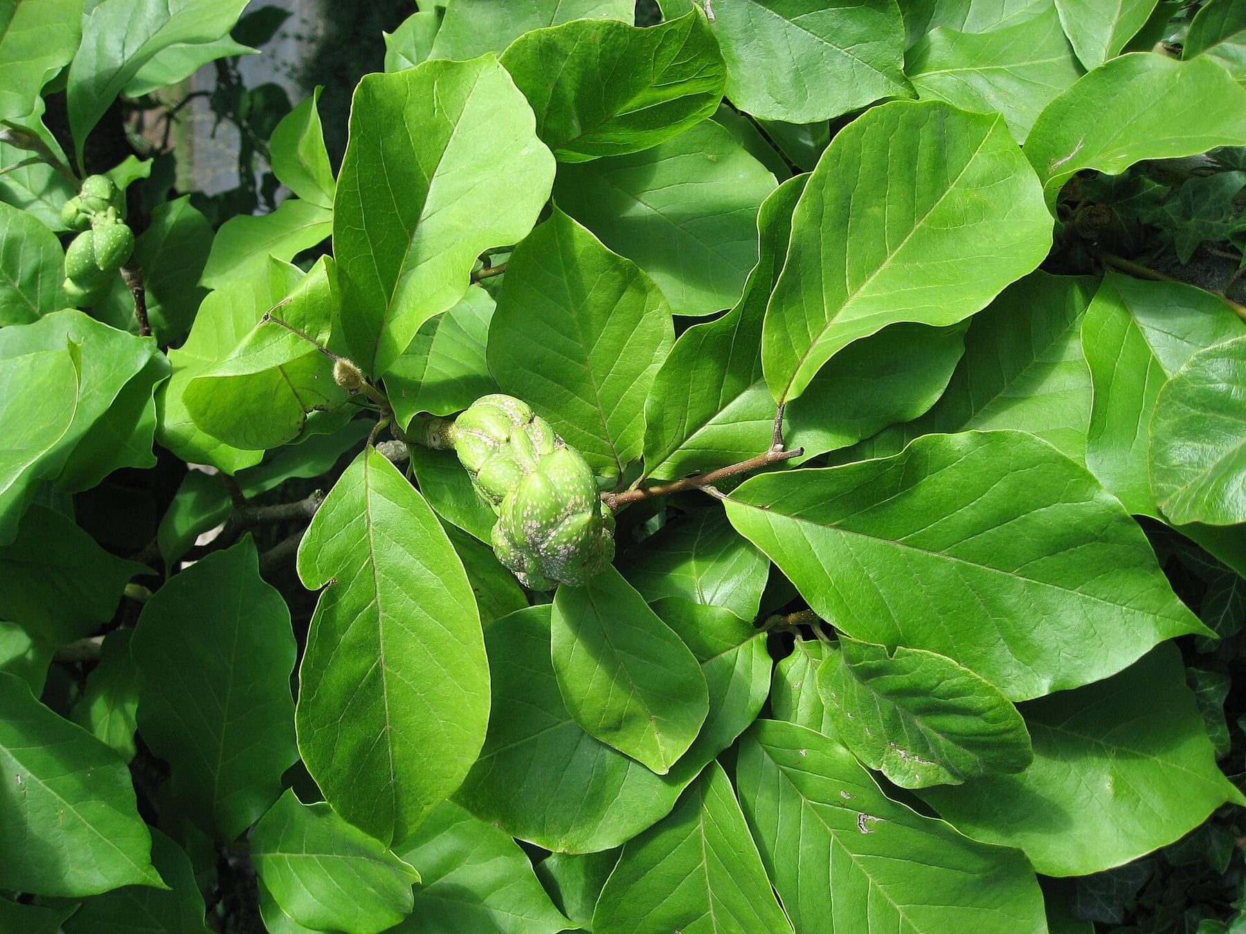 Saucer magnolia