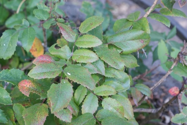 Oregon grape