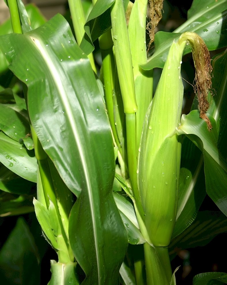 Maize