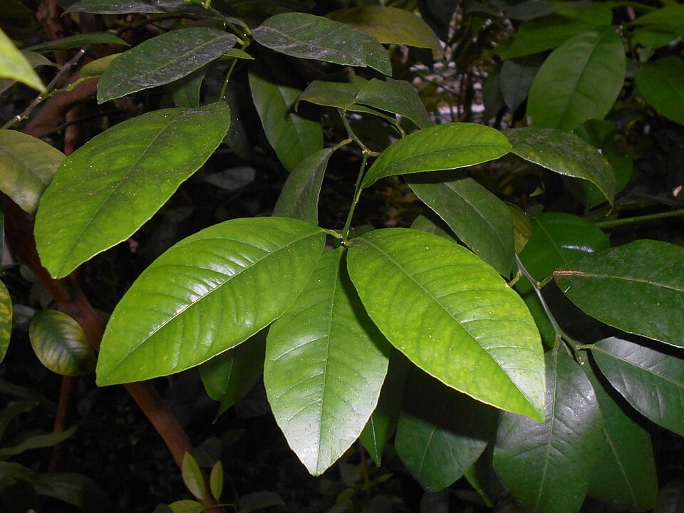 Mandarinier