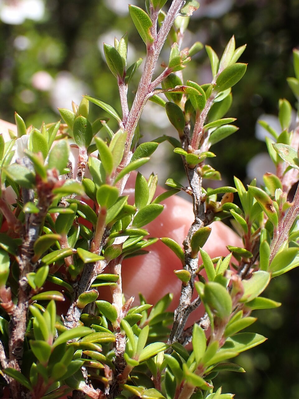 Manuka